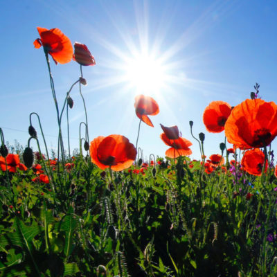 All About Business Services (QuickBooks Consulting & Accounting Services)